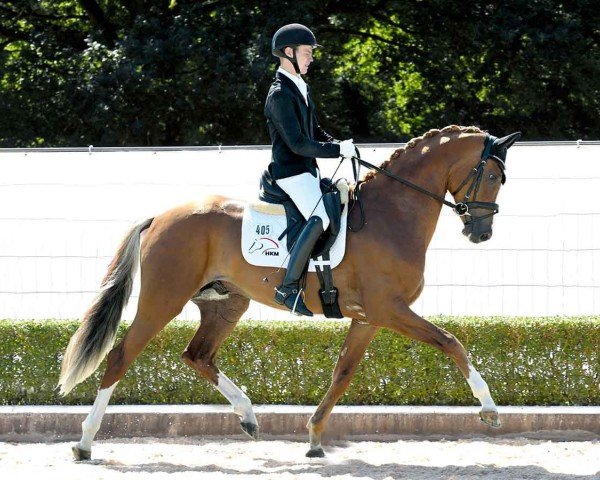 dressage horse D'Agustinus (Hanoverian, 2021, from Damaschino)