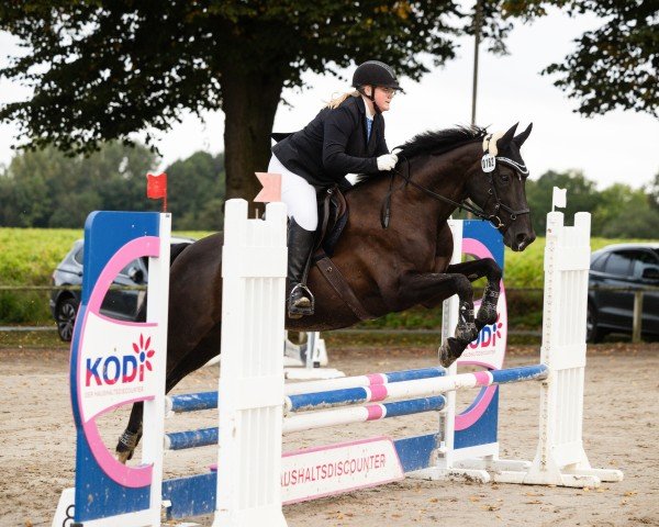 dressage horse Diva (Hanoverian, 2011, from Dauphin)