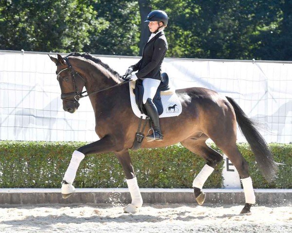 dressage horse Damasso (Hanoverian, 2020, from Damaschino)