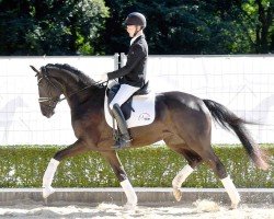 dressage horse Ideal (Hanoverian, 2021, from In My Mind NRW)