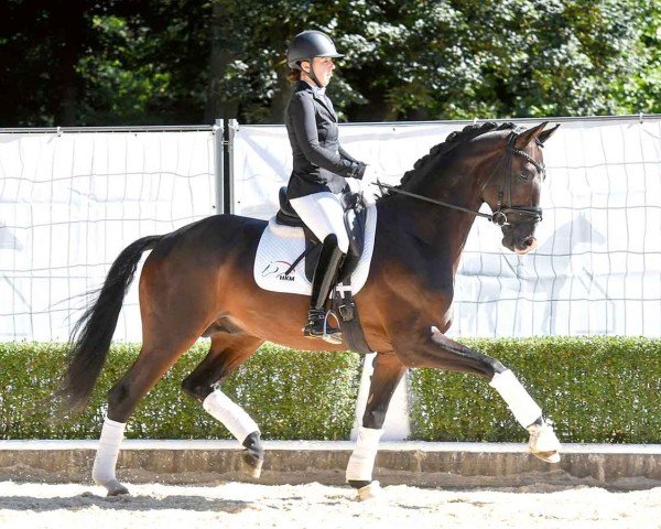 stallion Goldfieber (Trakehner, 2019, from Le Rouge 7)