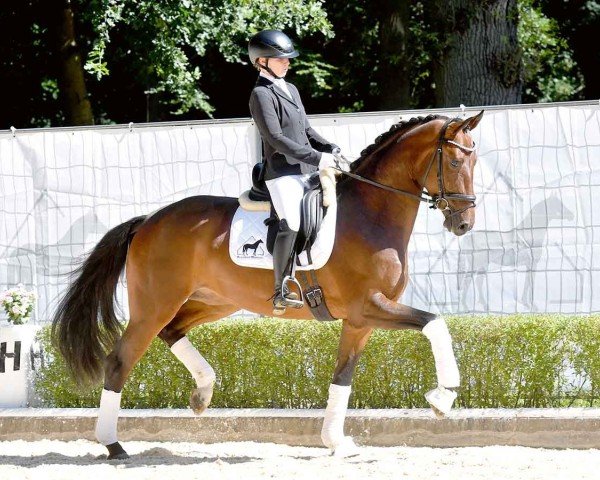 dressage horse Fortissimo 50 (Oldenburg, 2021, from Fynch Hatton)