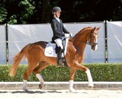 dressage horse Quirin (Hanoverian, 2020, from Quantensprung 3)