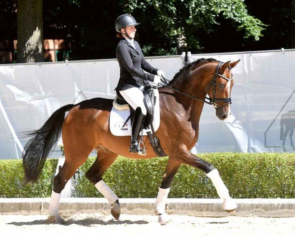 dressage horse Bel Ami 91 (Oldenburg, 2019, from Borsalino)