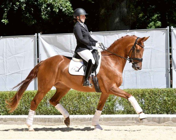 dressage horse Vapiano (Hanoverian, 2020, from Valverde NRW)