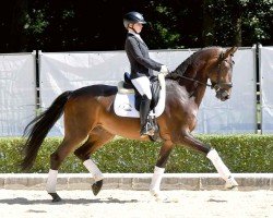 dressage horse Balios 20 (Hanoverian, 2020, from Borsalino)