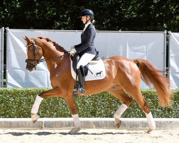 dressage horse Defender (Hanoverian, 2020, from Danone 4)