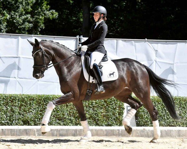 dressage horse Down Under 24 (Hanoverian, 2020, from Danone 4)