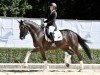 dressage horse Down Under 24 (Hanoverian, 2020, from Danone 4)