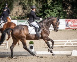 dressage horse Secret's Stella (Hanoverian, 2018, from Secret)