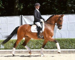 dressage horse Bailandos (Hanoverian, 2020, from Borsalino)