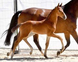 foal by Sir Amazing (Oldenburg, 2024, from St. Emilion)