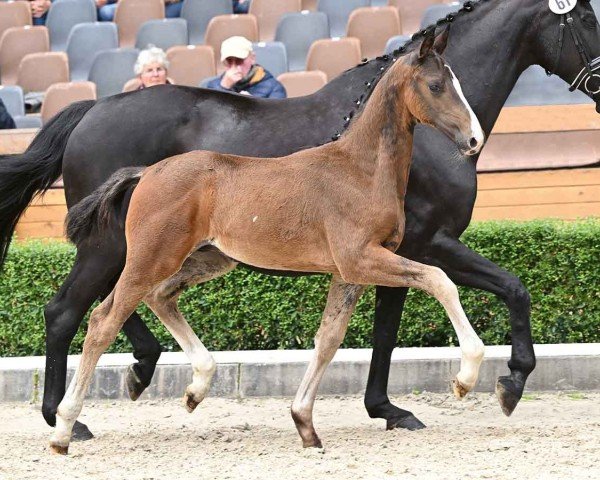 foal by Ericsson (Hanoverian, 2024, from Escaneno)