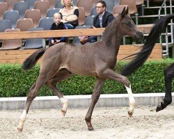 foal by St. Donau (Oldenburg, 2024, from St. Emilion)