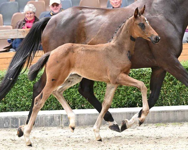 foal by Stachelbeere (Oldenburg, 2024, from St. Emilion)