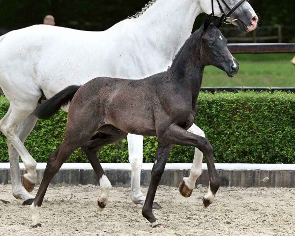 Fohlen von Swarovski (Deutsches Sportpferd, 2024, von St. Emilion)