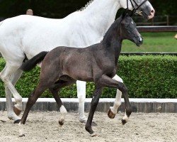 foal by Swarovski (German Sport Horse, 2024, from St. Emilion)