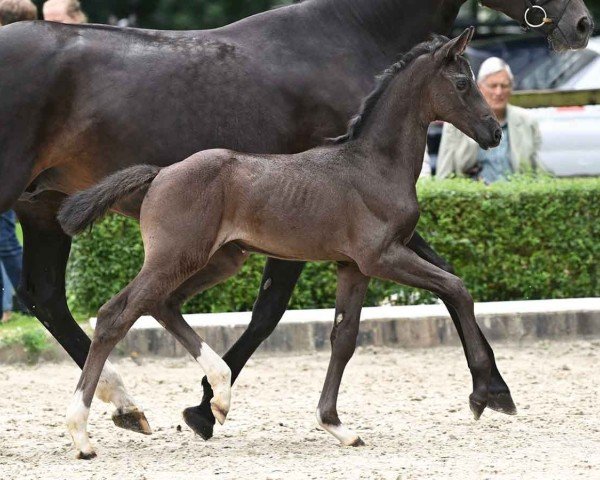 foal by Spice Girl (Hanoverian, 2024, from St. Emilion)