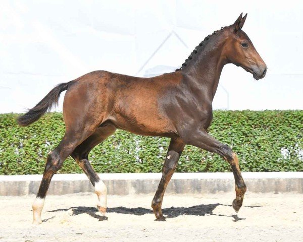 foal by Espresso Martini (Hanoverian, 2024, from Escaneno)