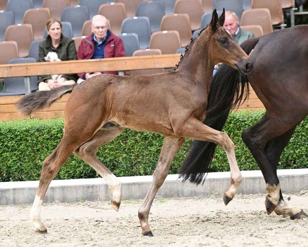 foal by Earl Grey (Oldenburg, 2024, from Escaneno)