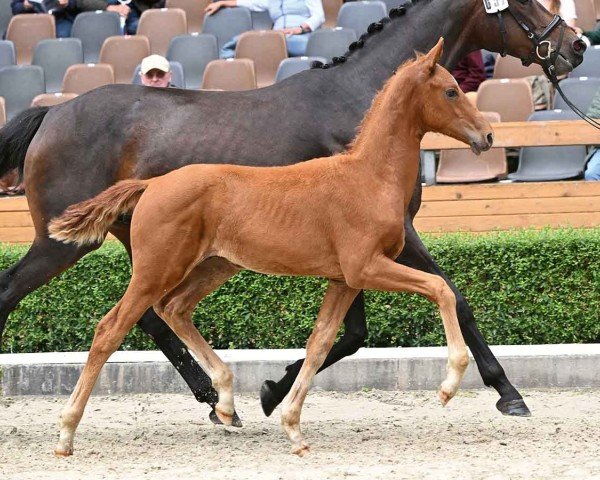 foal by Eldorado (Hanoverian, 2024, from Escaneno)