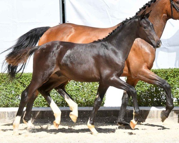 Fohlen von St. Germain (Hannoveraner, 2024, von St. Emilion)