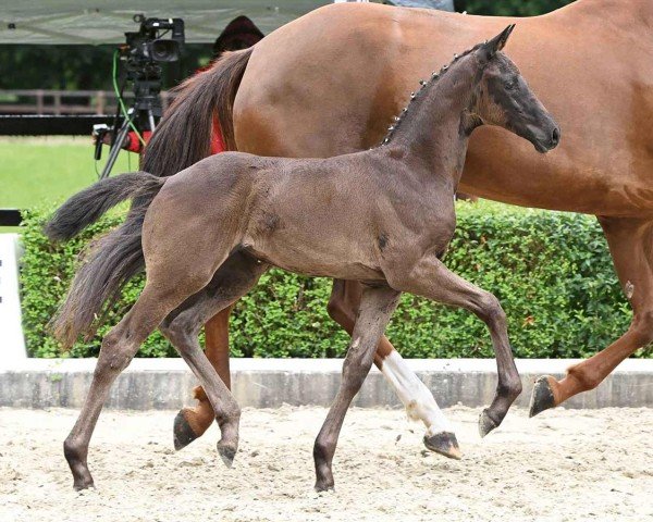 foal by Supergirl (Oldenburg, 2024, from St. Emilion)