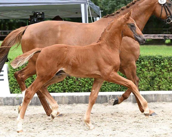 foal by Edelmann (Oldenburg, 2024, from Escaneno)