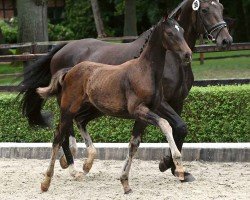 foal by St. Emilia (Oldenburg, 2024, from St. Emilion)