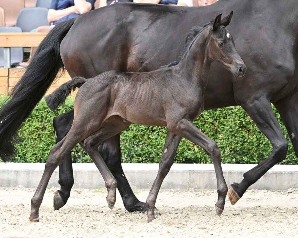 foal by Super Nova (Hanoverian, 2024, from St. Emilion)