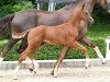 foal by Hengst von Escaneno / Borsalino (Hanoverian, 2024, from Escaneno)