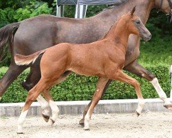 foal by Hengst von Escaneno / Borsalino (Hanoverian, 2024, from Escaneno)