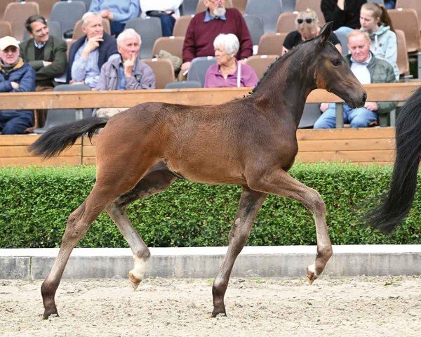 Fohlen von Suzi Slowdown (Hannoveraner, 2024, von St. Emilion)