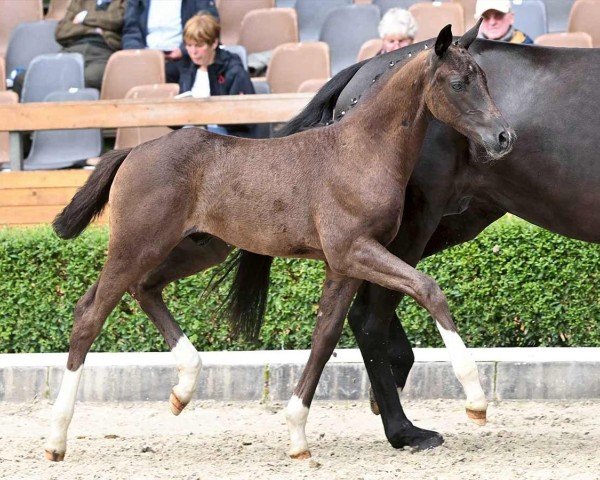 foal by Sir Emilio (Hanoverian, 2024, from St. Emilion)