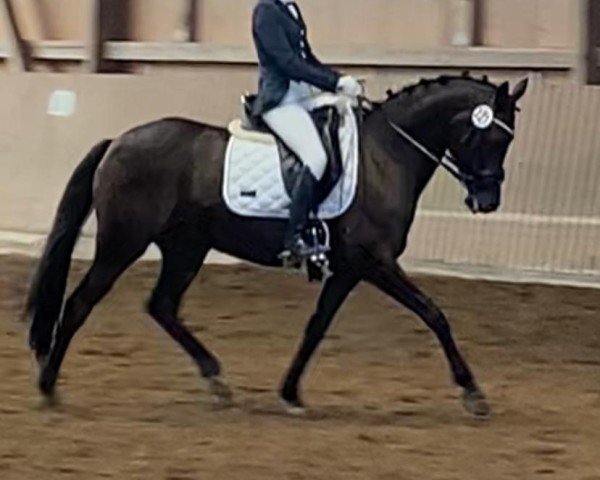 broodmare Feenglanz 3 (German Riding Pony, 2006, from Don Joshi)