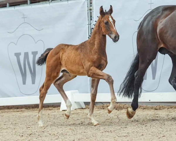 foal by Emilia Sunshine (Westphalian, 2024, from Emiliano)