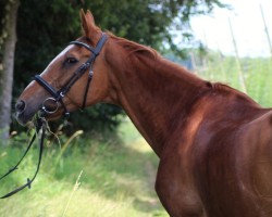 broodmare Elfelina (Bavarian, 2001, from Fortino)