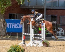 jumper Orely K (Oldenburg show jumper, 2018, from Ogano Sitte)