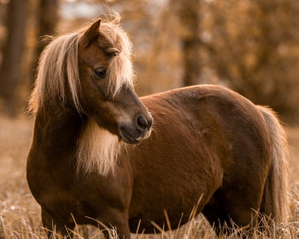 Pferd Nicky (Shetland Pony, 2010)