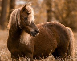 Pferd Nicky (Shetland Pony, 2010)