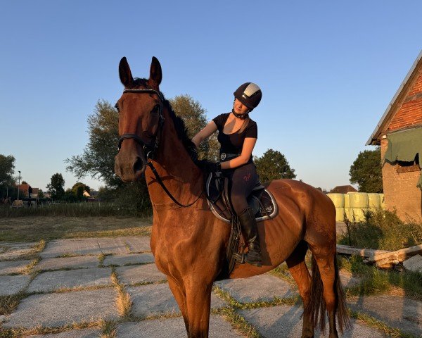 dressage horse Vincent (Rhinelander, 2012, from Vitalis)