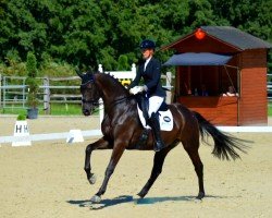 dressage horse Macario (Westphalian, 2016, from Métall)