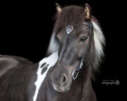 broodmare Von von der Mühlwiese (Iceland Horse, 2012, from Grettir fra Laekjamoti)