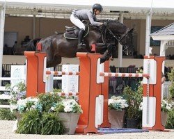 stallion Goerklintgaards Diarano (Danish Warmblood, 2010, from Diarado)