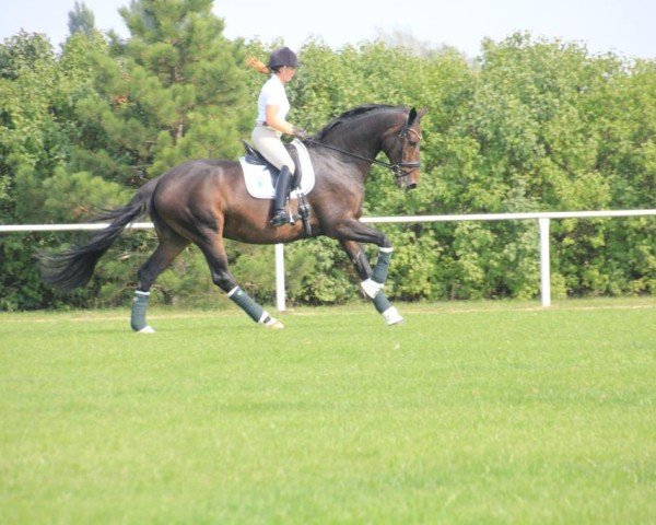 dressage horse Berry Kiss (Austrian Warmblood, 2007, from Brentano II)