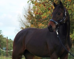 dressage horse Fürst Florestano (Oldenburg, 2019, from For Dance)