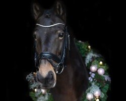 dressage horse Vapiti (unknown, 2014)