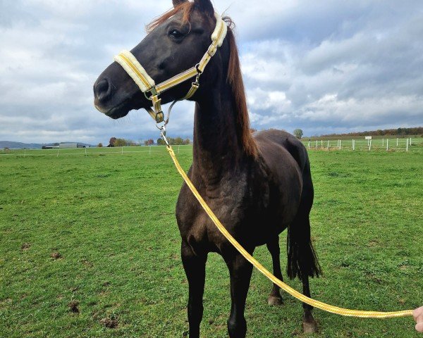 broodmare Timanas Fantasie (Hanoverian, 2011, from For Compliment)