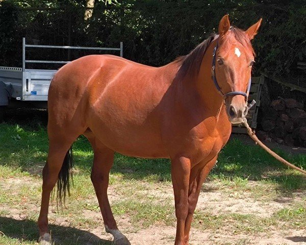 Pferd Highbrow Catastrophy (Quarter Horse, 2019)