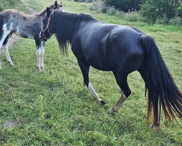 broodmare Shirin (Criollo, 2009)